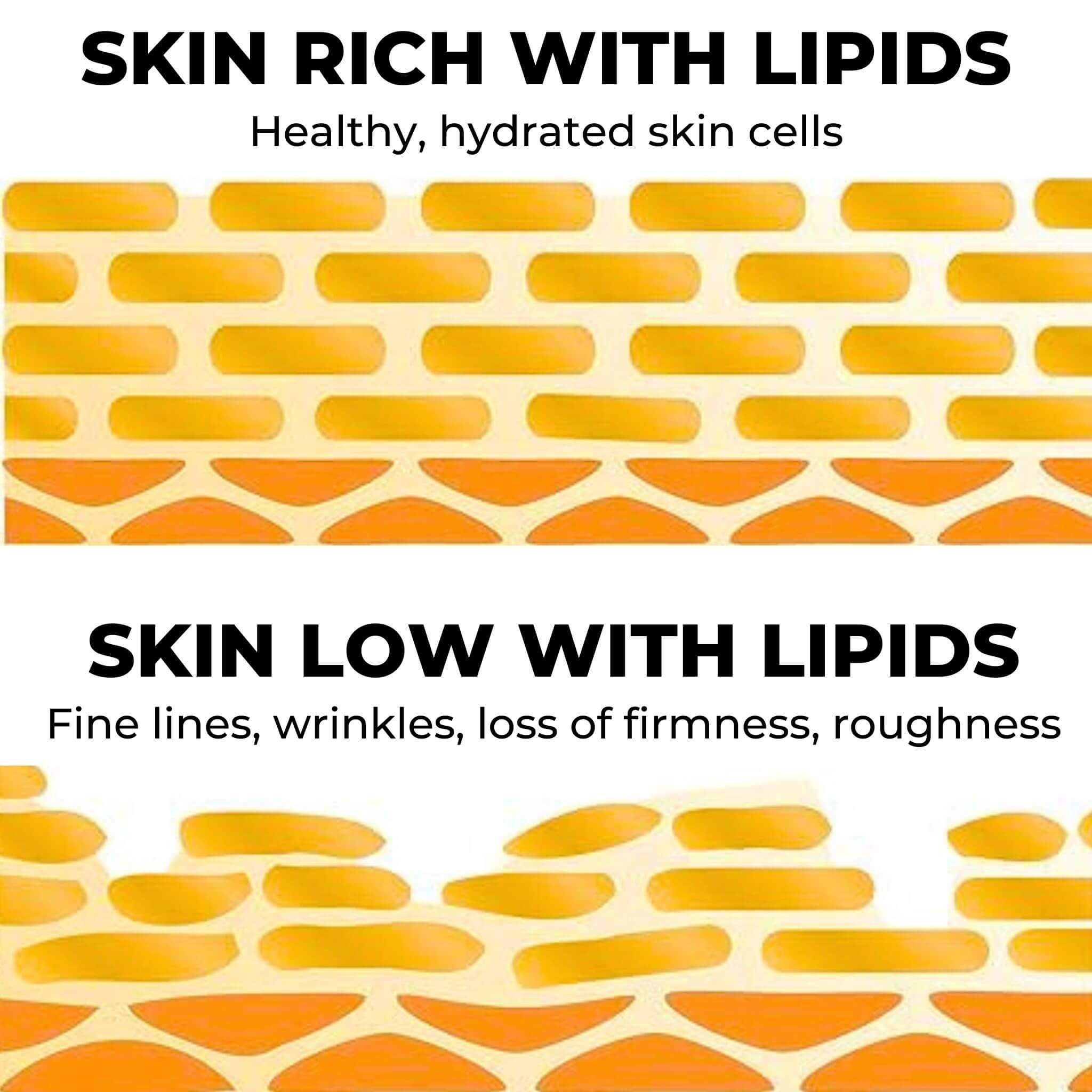 skin cells image