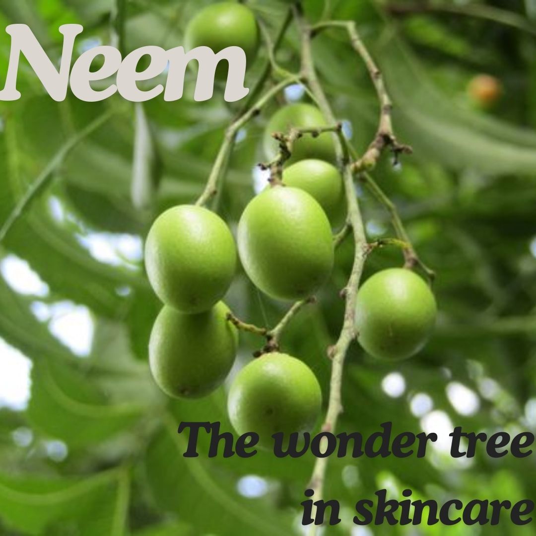 Amazing Neem 7 Reasons Why Neem is the Ultimate Cleansing Superstar